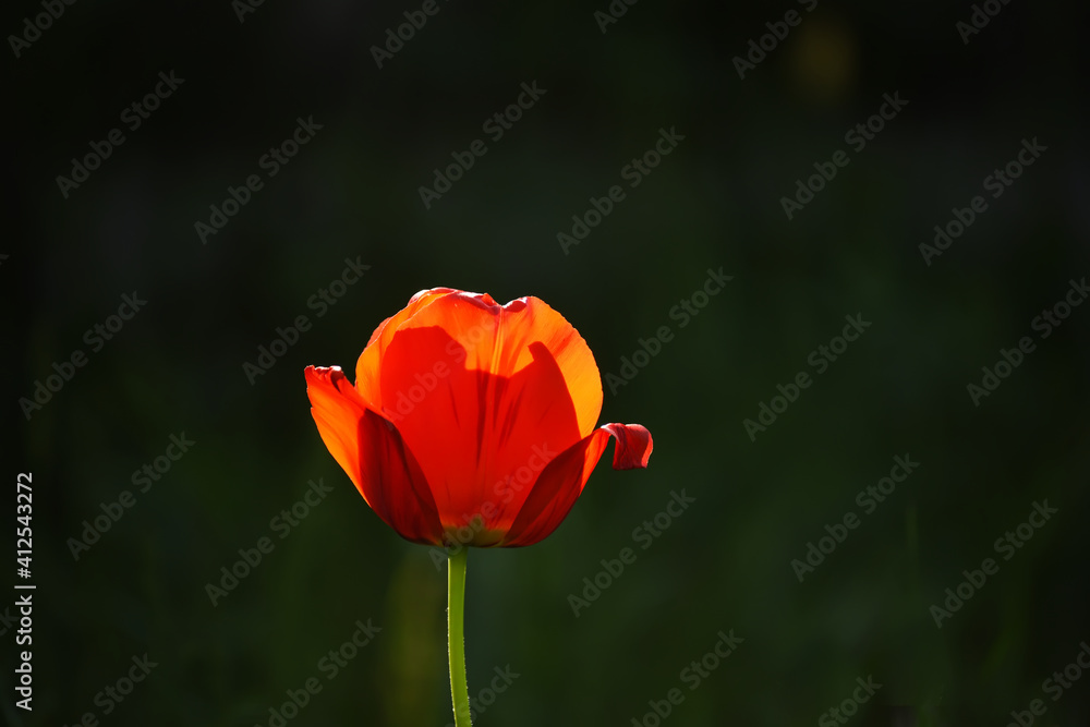 Red tulip flower on a black natural background. Red tulip flower on a black natural background.