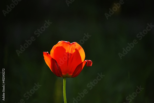 Red tulip flower on a black natural background.