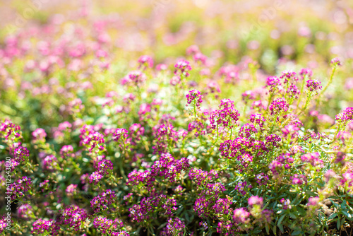 small pink flowers in the garden in spring. sunny day. floral background. buds and flowering. © Svetlana