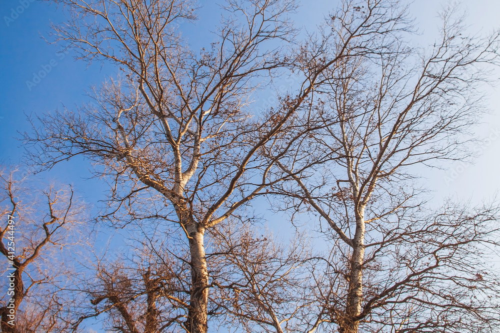 White poplar with branches without leaves on the background of the blue sky White poplar with branches without leaves on the background of the blue sky