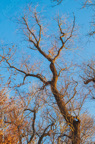 Leafless branches against a blue sky. Autumn landscape