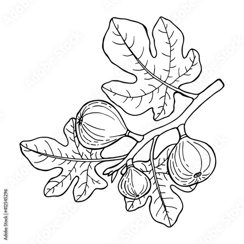 Fig fruit branch. Drawing in line sketch style. Hand drawn vector illustration.