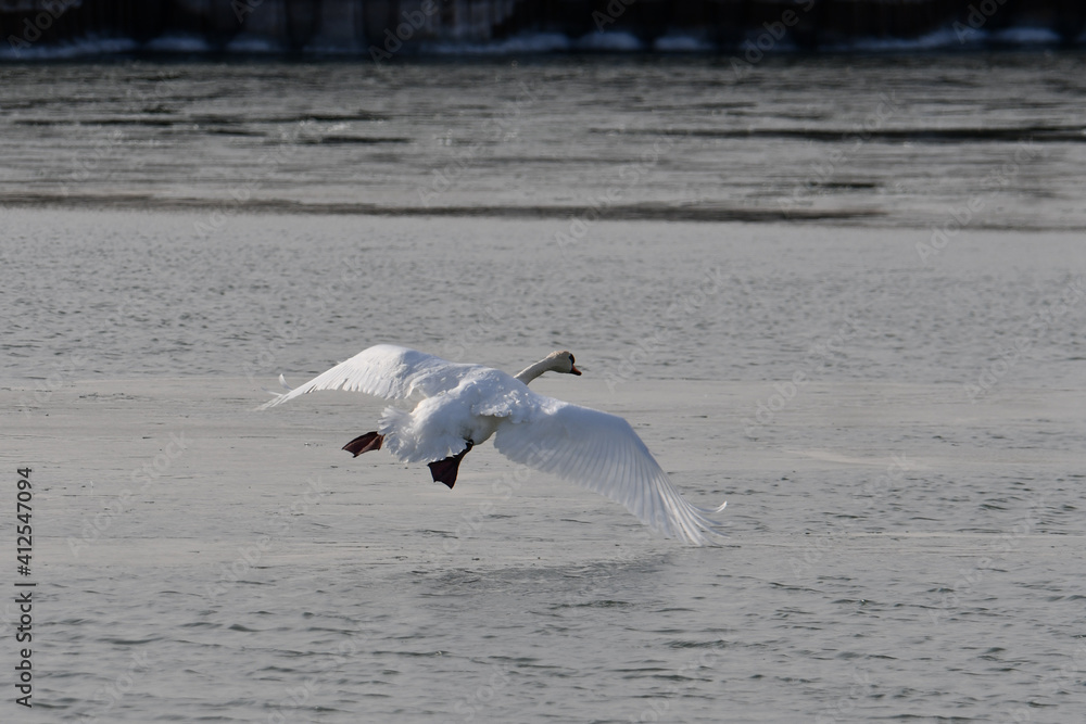 Mute Swan landing in harbor with spread wings Mute Swan landing in harbor with spread wings