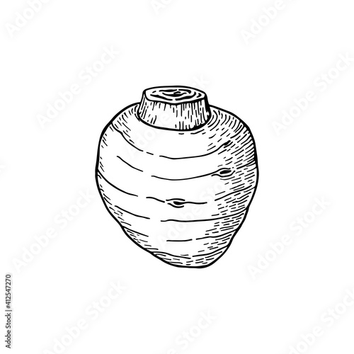 Taro root. Colocasia esculenta. Hand drawn vector illustration. Sketch style.