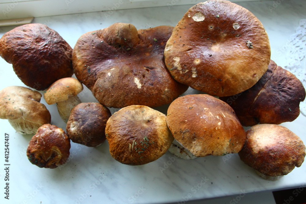 Mushrooms found in August in a birch forest. Hike. Ecological natural food Mushrooms found in August in a birch forest. Hike. Ecological natural food