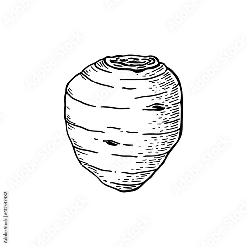 Taro root. Colocasia esculenta. Hand drawn vector illustration. Sketch style.