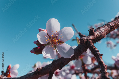 Flor de almendro