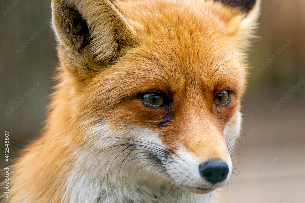 portrait of a wild animal red fox portrait of a wild animal red fox