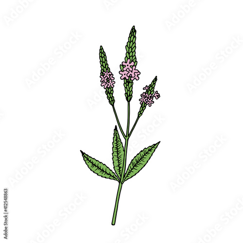 American blue vervain (Verbena hastata). Vector hand drawn illustration in sketch style.