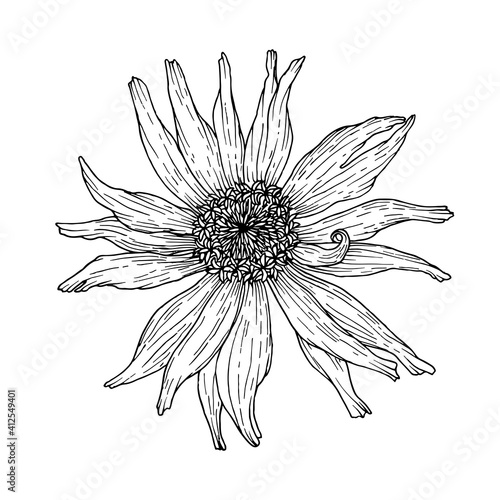 Zinnia flower. Outline ink drawing. Vector illustration isolated on white background.