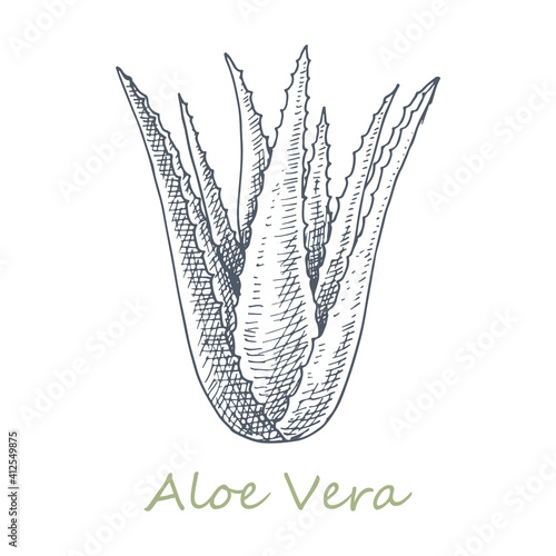 Aloe vera. Medicinal and cosmetic plant. Hand drawn vector illustration in sketch style.