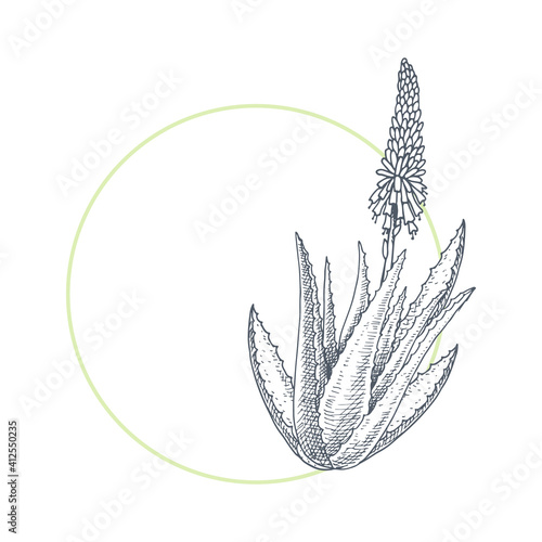 Aloe vera. Medicinal and cosmetic plant. Hand drawn vector illustration in sketch style.
