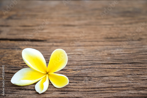 White yellow flower plumeria or frangipani on crystalline water. Spa meditation mood  plumeria or frangipani on peace nature. Spa and wellness background