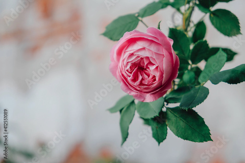 Beautiful pink antique rose blooming in the garden  close up. Copy space for text.