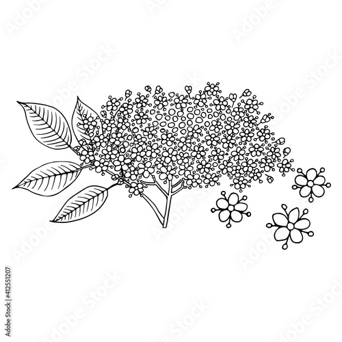 Elderberry (Sambucus nigra). Fruits, flowers and leaves. Hand drawn vector illustration in sketch style.