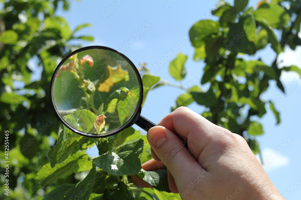 dusty magnifying glass in the hand of a gardener against the background of leaves of a fruit tree. close inspection of the summer garden
