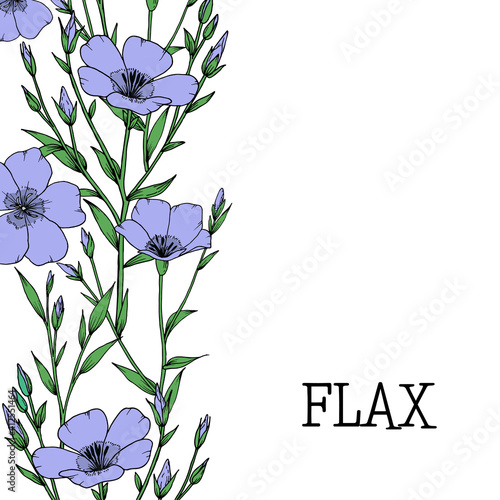 Flax plant with flower, bunch, bud and leaf. Botanical sketch. Vector hand drawn outline illustration isolated on white background.
