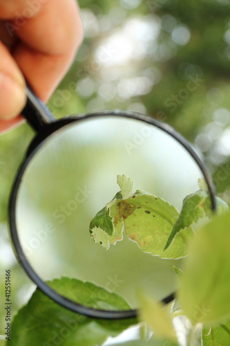 curled sheet with hiding insects under a magnifying glass in hand. search for pests in the garden