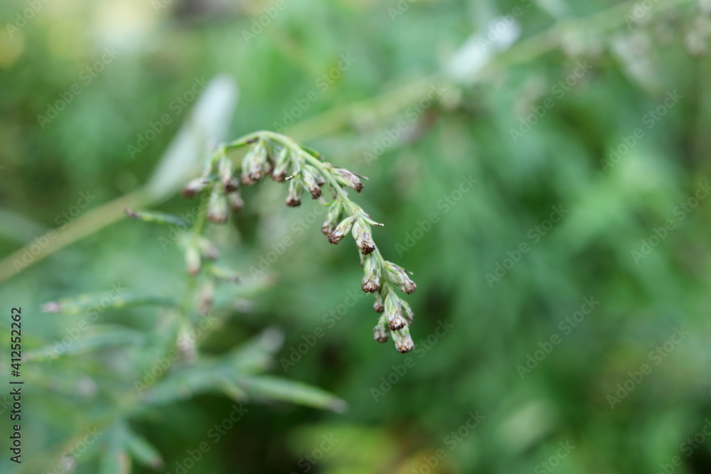 Flowers of Common wormwood on branch and blur green leaves background, another name is Quinghao, Sweet warmwood, Grand wormwood, mugwort, Absinthe, Absinthium, Absinthium wormwood. Flowers of Common wormwood on branch and blur green leaves background, another name is Quinghao, Sweet warmwood, Grand wormwood, mugwort, Absinthe, Absinthium, Absinthium wormwood.