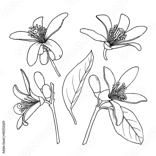 Citrus Neroli flowers. Ink sketch. Hand drawn vector illustration isolated on white background.