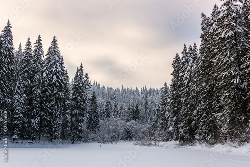 Scenic winter landscape, view of the frozen and snowy alpine lake Synevyr (sea eye of Carpathians) and snow covered trees, Carpathian mountains, outdoor travel background, Zakarpattia, Ukraine