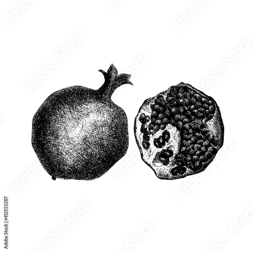 Pomegranate fruit drawn in a sketch. Detailed retro style images. Vector illustration.