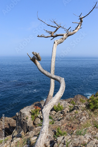 海岸の白い枯れ木 © Tanji
