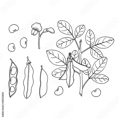 Soy plant; beans and leaves. Hand drawn vector illustration.