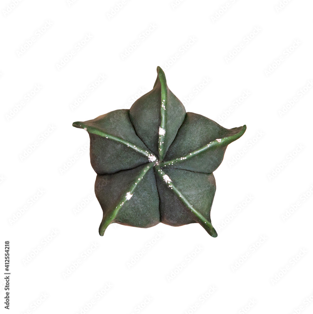 Fototapeta premium Cactus isolated on white background 