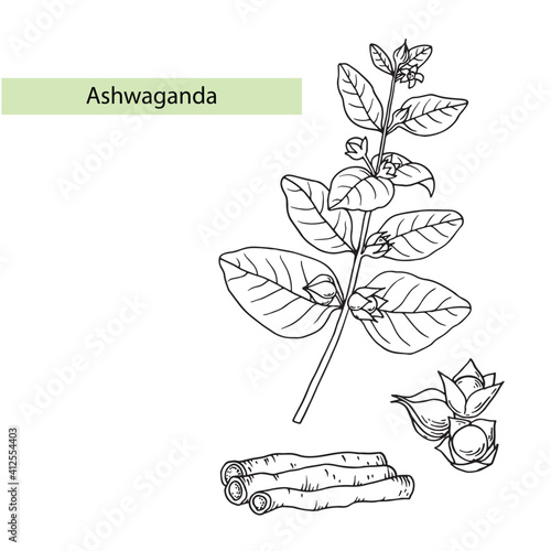 Ashwagandha (Withania somnifera). Ayurvedic healing plant. Hand drawn vector illustration in sketch style.