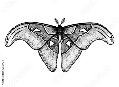 Tropical Butterfly: Attacus Atlas (Atlas Moth, Snake's Head). Hand drawn insects. Vector sketch detailed illustration.