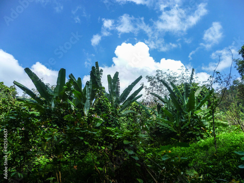 Impenetrable thickets of tropical plants against the blue sky on a summer sunny day in Thailand.