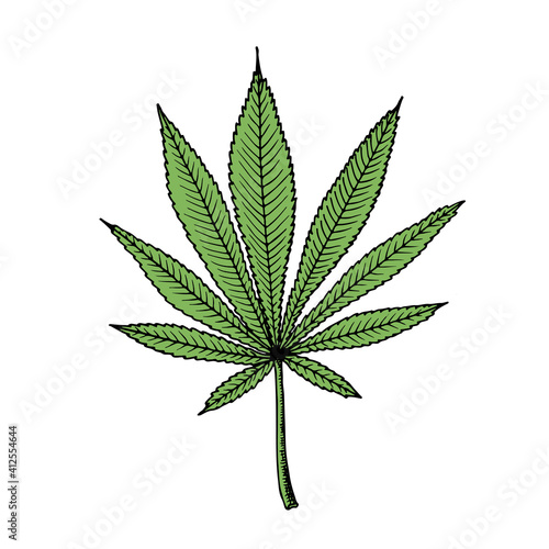 Cannabis (hemp or marijuana) medical plant. Branch with seeds. Hand drawn vector illustration in sketch style.