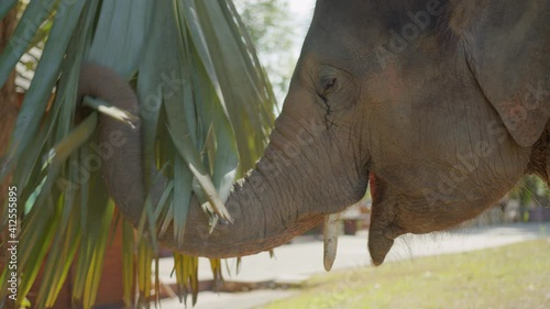 young naughty elephant play pull palm tree in garden fun and leisure activity in natural park chaingmai thailand photo