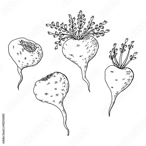 Maca root (Lepidium meyenii, Peruvian ginseng). Design elements for packaging. Hand drawing vector illustration.