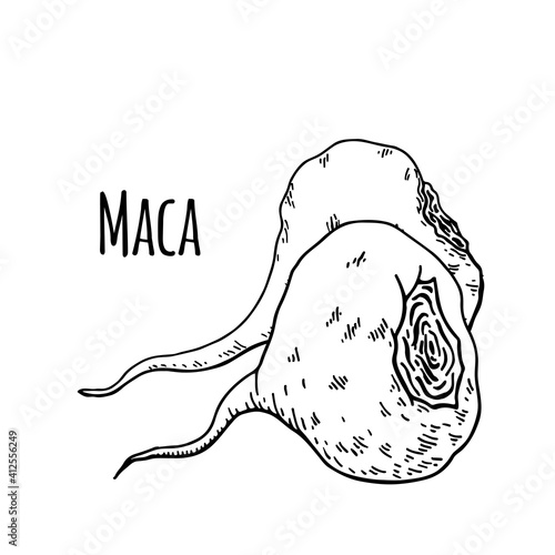 Maca root (Lepidium meyenii, Peruvian ginseng). Design elements for packaging. Hand drawing vector illustration.