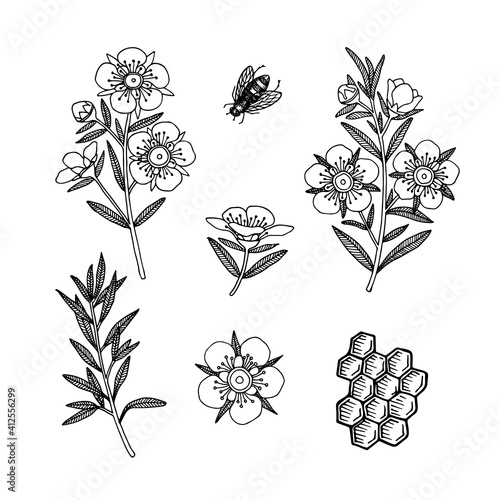 Manuka Honey branch, leaves and flower.Honeycomb and bee. Hand drawn Vector illustration.