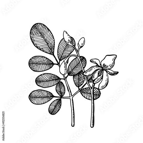 Moringa oleifera. Leaves and flowers. Vegan superfood. Hand drawn illustration in sketch style. Vector image.
