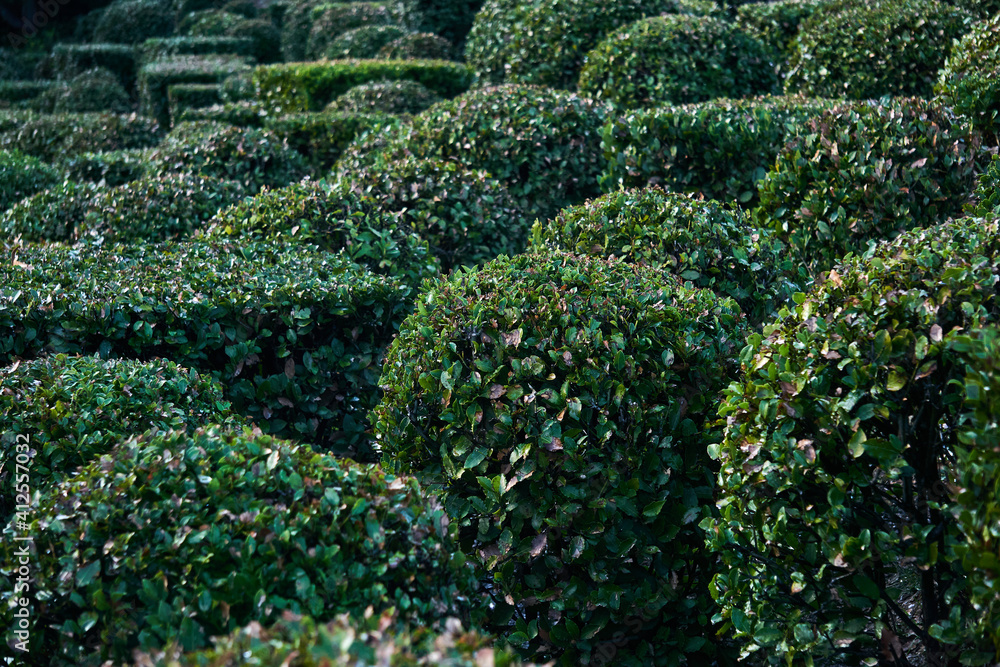 trimmed shrubs of various shapes winter in a french format garden