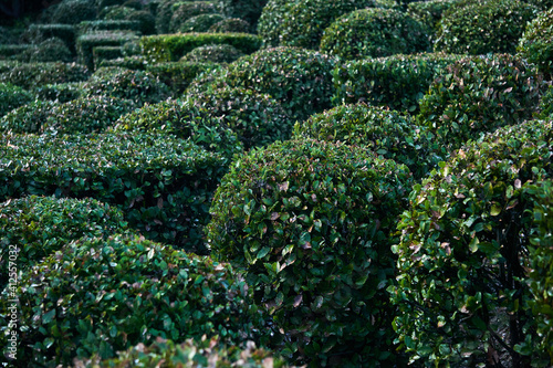 Photo trimmed shrubs of various shapes winter in a french format garden