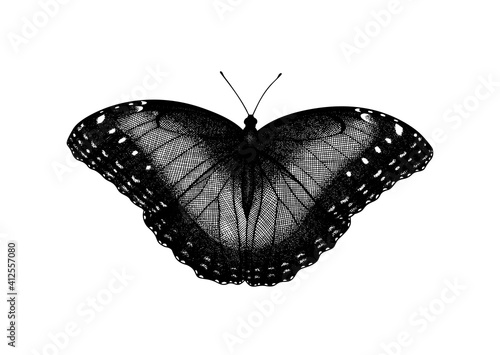 Morpho Peleides (Blue Common Morpho, Emperor). Tropical Butterfly. Hand drawn insects. Vector sketch detailed illustration.
