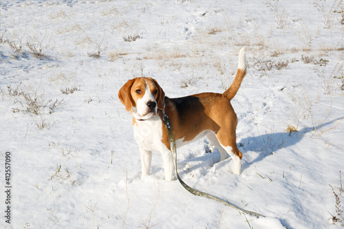 Fototapeta Naklejka Na Ścianę i Meble -  a beagle puppy walks on a snowy meadow in winter