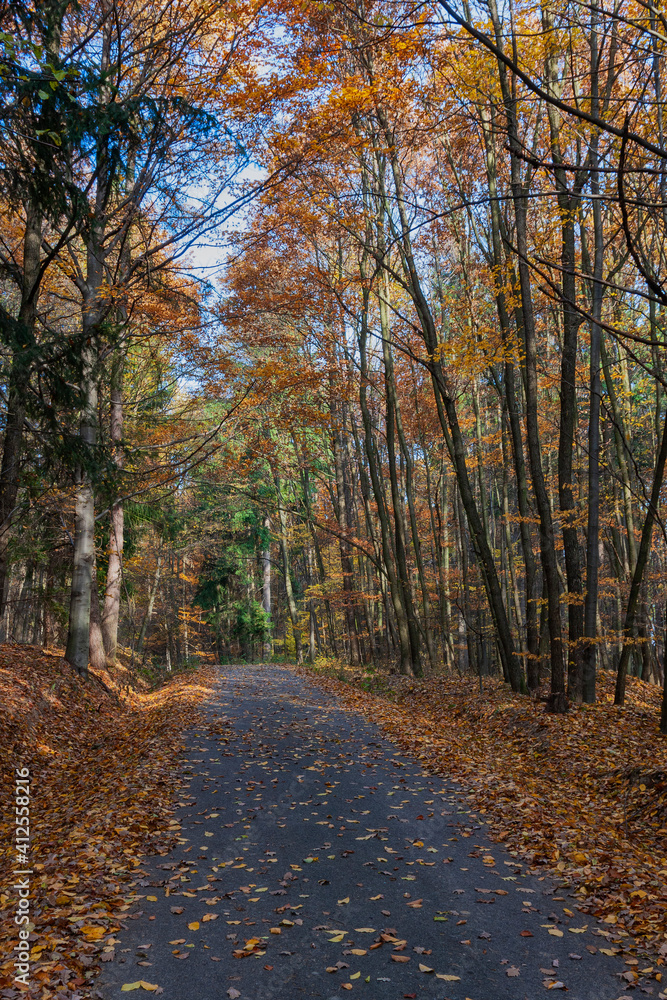 Fototapeta premium Road leading through a tall deciduous forest. Beautiful colorful autumn.