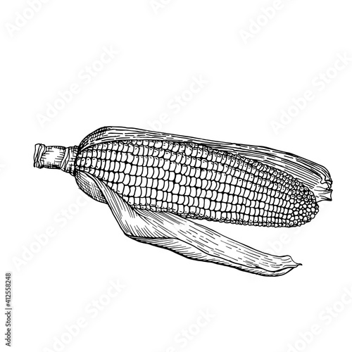 Corncob with leaf. Sweet corn food.  Farm market product. Vector illustration isolated on white background. © Natspace