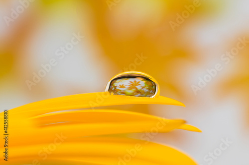 Yellow gerbera petals and on them a small drop of water in which the small flowers of gerbera are reflected. Beautiful yellow bokeh.