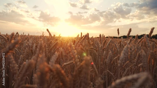 ears of wheat on the field during sunset. wheat agriculture harvesting agribusiness concept. walk in a large wheat field. large harvest of wheat in summer on the field landscape lifestyle