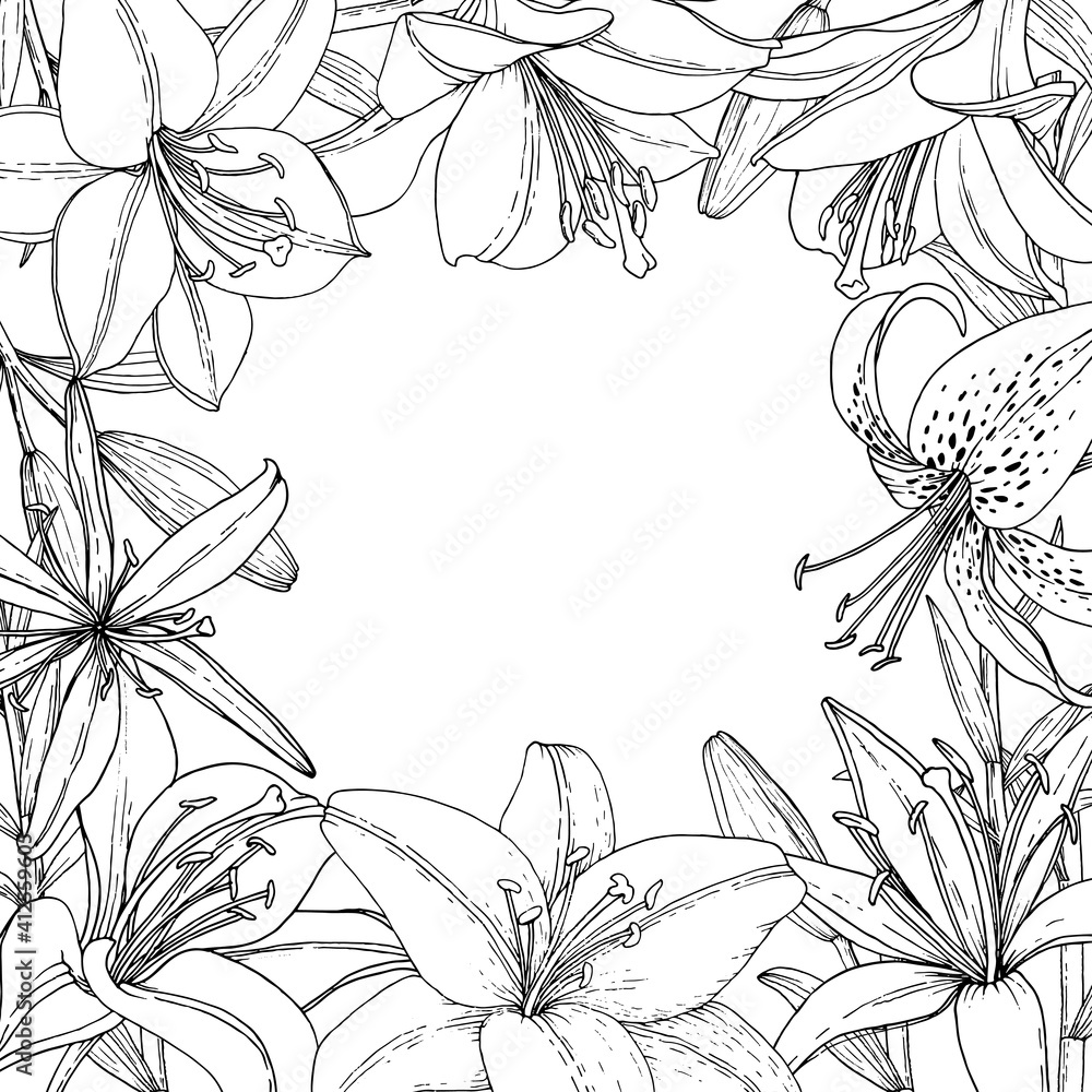 Fototapeta premium Square frame with Lily flower, bud and leaf. Hand drawn illustration. Vector image in sketch style.