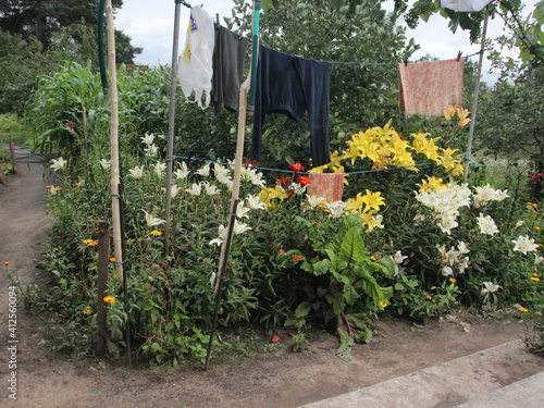 Flowers in the garden