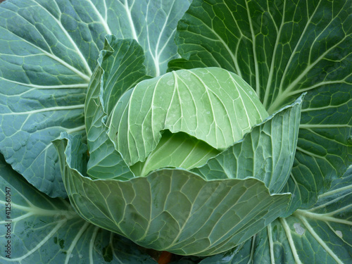 cabbage in the garden