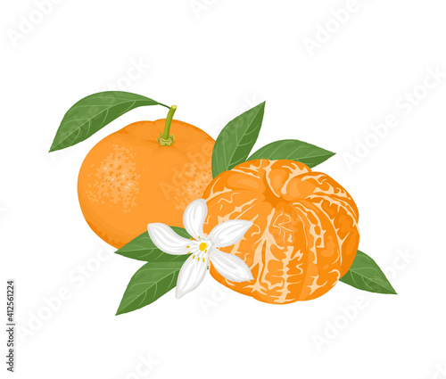 Mandarin or tangerine. Vector illustration of whole citrus fruit and peeled, green leaf, and flower isolated on white background. Cartoon flat style.